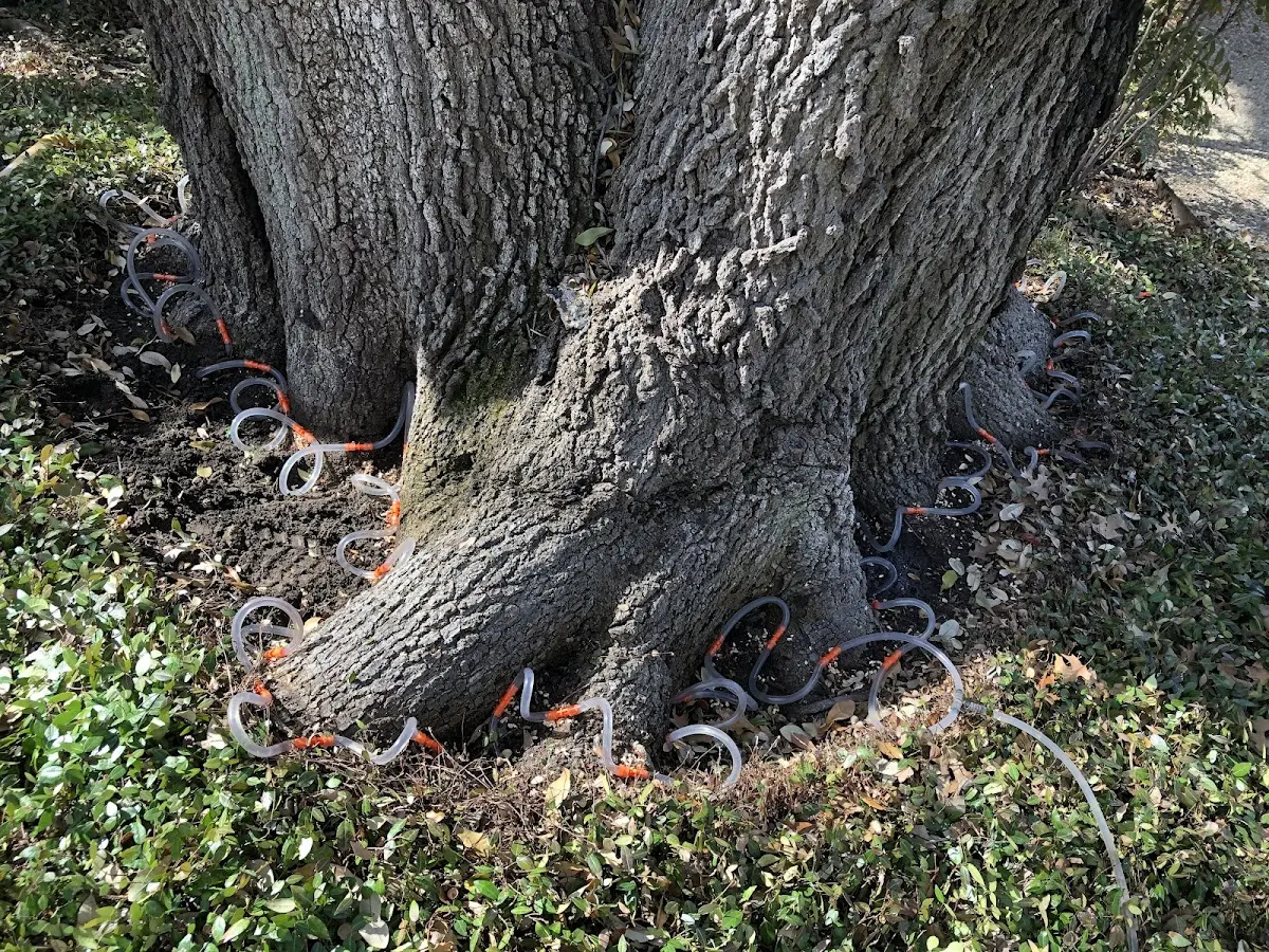 Detailed Tree Cabling and Bracing job site in Enid