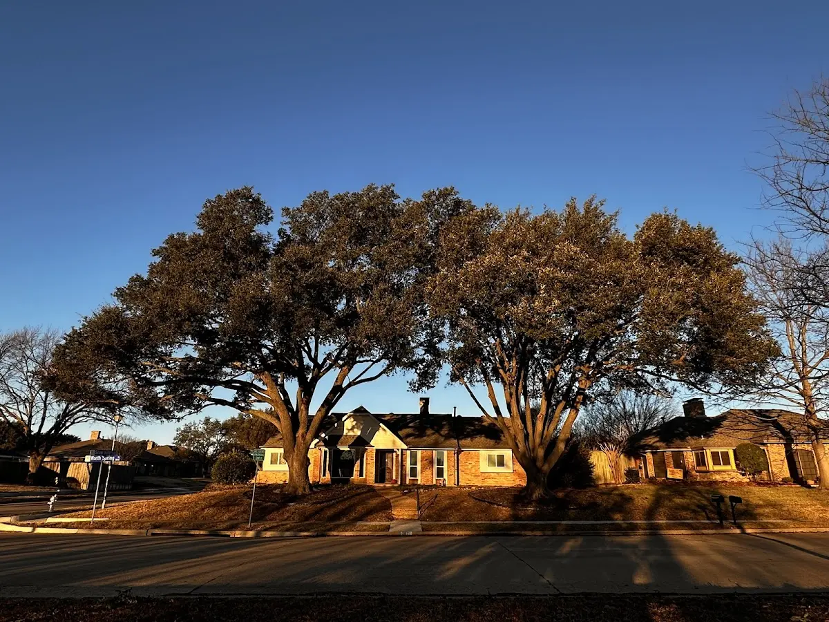 Established residential canopy tree shading a home in Enid